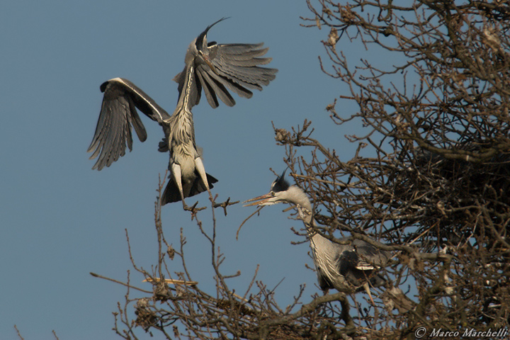 Avifauna humor